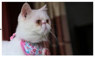 完整猫星人在线观看,完整猫星人在线观看之旅